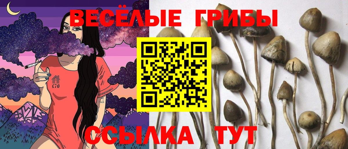 наркотики  Вход с VPN  Хасавюрт  Галлюциногенные грибы Cubensis  Галлюциногенные грибы Psilocybine cubensis 